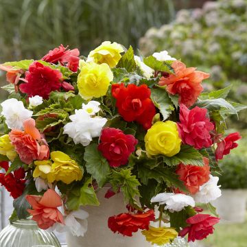 Begonia Pink Balcony - Begonia  retombant