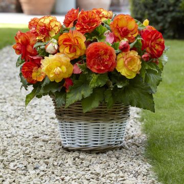 Begonie Sangria - Begonia Begonie Sangria - Begonia