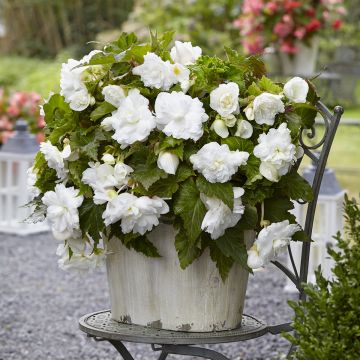 Begonia Multiflora Maxima white Begonia Multiflora Maxima white