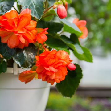 Begonie Cascade Orange - Begonia Pendula