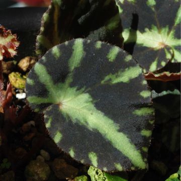 Begonia cleopatrae - Begonie