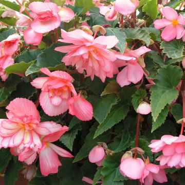 Begonie Chanson Pink and White Bicolor (Samen) - Begonia
