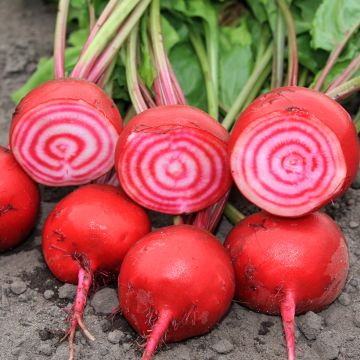 Rote Bete Chioggia BIO Rote Bete Chioggia BIO