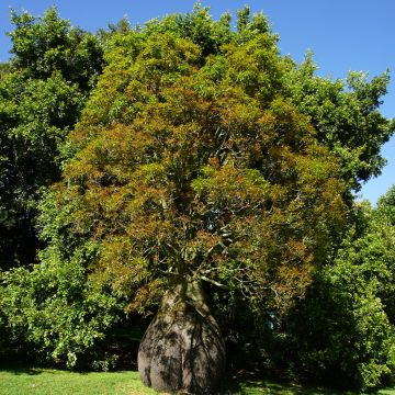 Brachychiton rupestris - Flaschenbaum