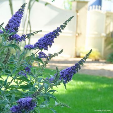 Buddleia davidii Rêve de Papillon Blue - Arbre aux papillons