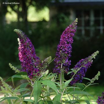 Buddleia davidii Rêve de Papillon Violet - Arbre aux papillons