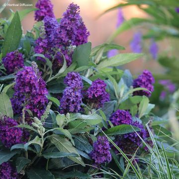 Buddleia davidii Tiny Buddy Deep Blue - Arbre aux papillons nain