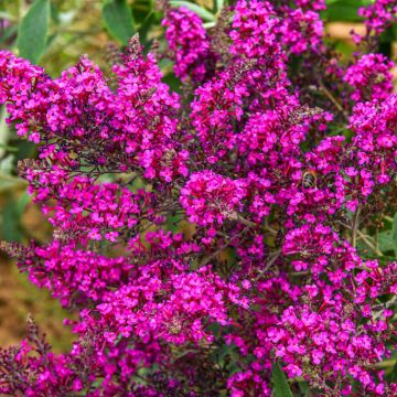 Buddleja davidii Octopus Magenta - Sommerflieder