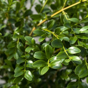 Buxus Betterbuxus Heritage - Buchsbaum