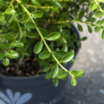 Buxus Betterbuxus Renaissance - Buchsbaum
