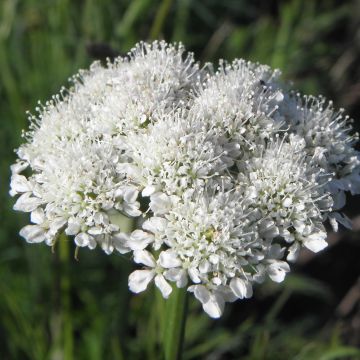 Chataigne de terre - Bunium bulbocastanum
