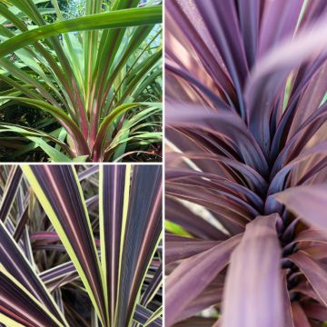 Cordyline Black Knight/Electric Flash/Peko Pack - Keulenlilie