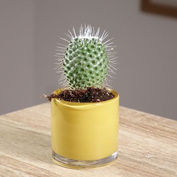 Kaktus - Mammillaria Un Pico