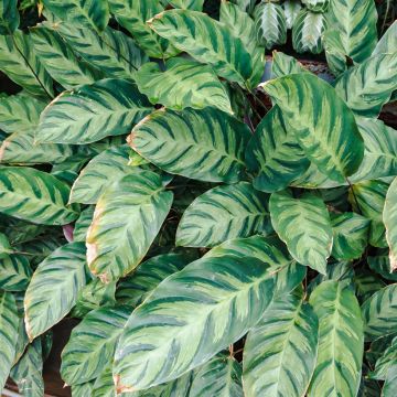 Calathea Misto - Korbmaranten