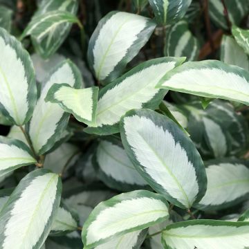 Calathea Royal Standard - Korbmaranten