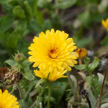 Graines de Calendula officinalis Chrysantha - Souci des Jardins