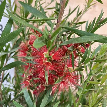 Callistemon viminalis Hannah Ray - Zylinderputzer