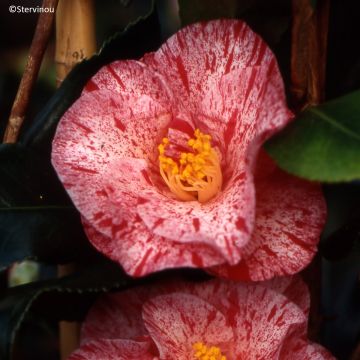 Camellia Betty Foy Sanders - Japanische Kamelie Camellia Betty Foy Sanders - Japanische Kamelie