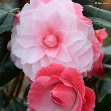 Camellia williamsii Buttons N Bows - Kamelie Camellia williamsii Buttons N Bows - Kamelie