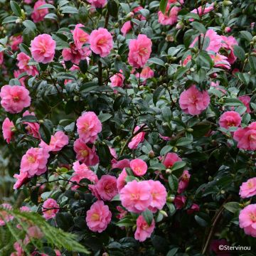 Camellia reticulata Inspiration - Kamelie Camellia reticulata Inspiration - Kamelie