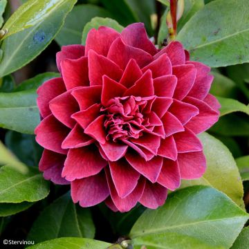 Camellia Manuroa Road - Japanische Kamelie