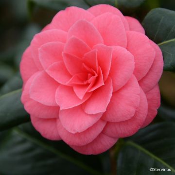 Camellia Tada Meibi - Japanische Kamelie Camellia Tada Meibi - Japanische Kamelie