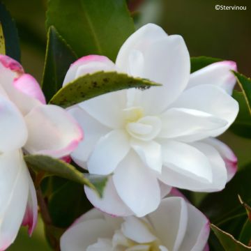 Camellia sasanqua Blush – Herbstblühende Kamelie Camellia sasanqua Blush – Herbstblühende Kamelie