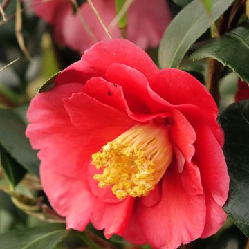 Camellia San dimas - Japanische Kamelie