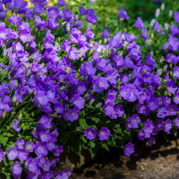 Campanula carpatica Mini Marvels Midnight - Karpaten-Glockenblume