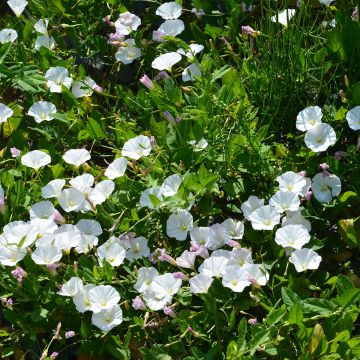 Campanula carpatica Mini Marvels Starbright - Karpaten-Glockenblume