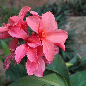 Canna Empire - Balisier rose