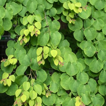 Japanischer Kuchenbaum (samen) - Cercidiphyllum japonicum