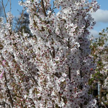 Zierkirsche Royal Flame - Prunus Zierkirsche Royal Flame - Prunus