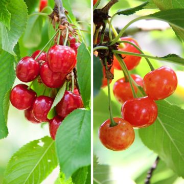 Sauerkirsche Bigarreau Burlat und Napoléon Duo - Prunus cerasus