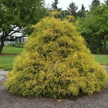 Cyprès Sawara - Chamaecyparis pisifera Golden Mop               
