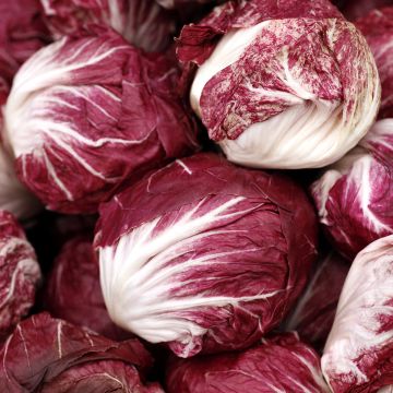 Chicorée à larges feuilles Palla Rossa - Vilmorin Chicorée à larges feuilles Palla Rossa - Vilmorin