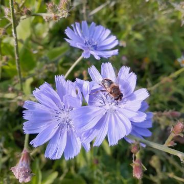 Cichorium intybus - Wegwarte