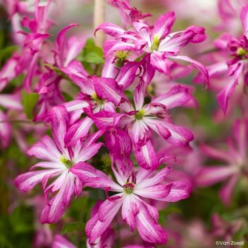 Clématite Viticella Etoile Violette Clématite Viticella Etoile Violette