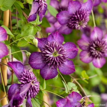 Clematis viticella Welcome Home - Waldrebe