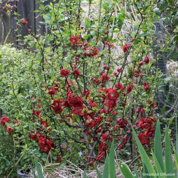Zierquitte Double Delice Love - Chaenomeles speciosa 