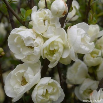 Zierquitte Double Delice Pure - Chaenomeles speciosa 