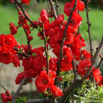 Zierquitte Double Delice Rouge Baiser - Chaenomeles speciosa 