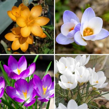 Sammlung von 115 botanischen Krokussen