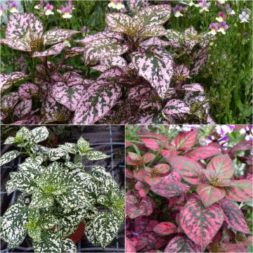 Sammlung 3 Hypoestes Hippo