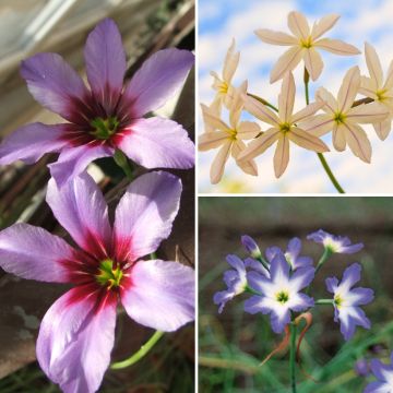 Leucocorynes-Sammlung - Sonnenpracht Leucocorynes-Sammlung - Sonnenpracht