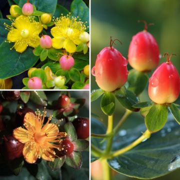 Kollektion Johanniskräuter mit dekorativen Früchten Kollektion Johanniskräuter mit dekorativen Früchten