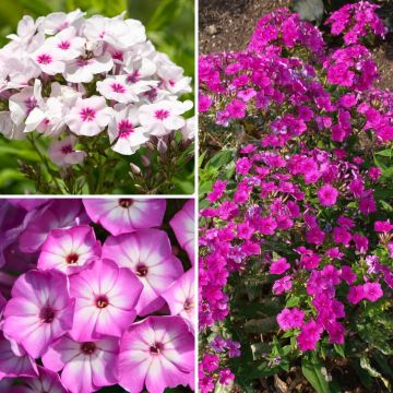 Kollektion von 3 Zwerg-Phlox paniculata