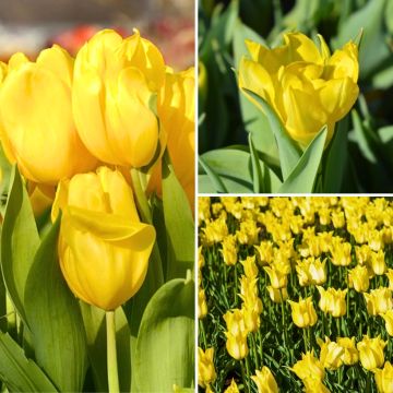 Zweimonatige Sammlung Gelber Tulpen