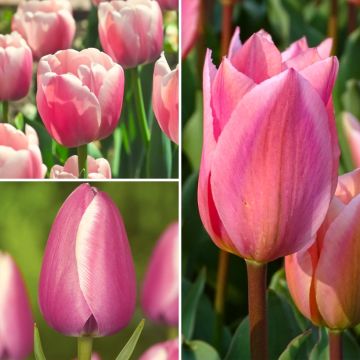 Sammlung Zwei Monate rosa Tulpen