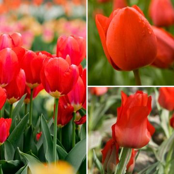 Kollektion Zwei Monate rote Tulpen Kollektion Zwei Monate rote Tulpen